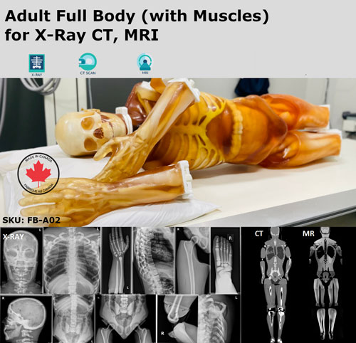 FB-A02成人全身模體,FB-A02全身CT模型，適用于X射線，CT,MRI