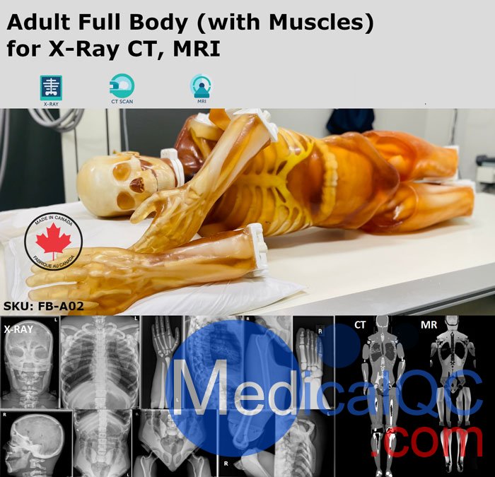 FB-A02成人全身模體,FB-A02全身CT模型，適用于X射線，CT,MRI