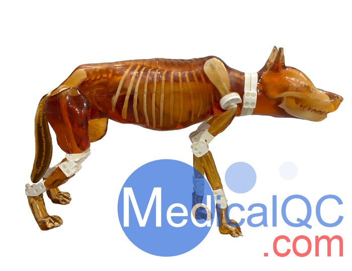 Dog Phantom，牧羊犬模體，牧羊犬模型