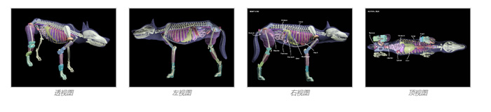 Dog Phantom，牧羊犬模體，模型設(shè)計(jì)圖