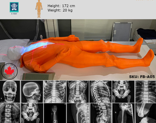 FB-A05 X射線定位和成像模型，F(xiàn)B-A05全身模體